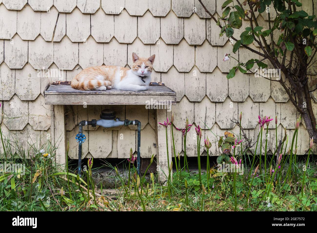 Chat sur une table à Puerto Varas, Chili Banque D'Images