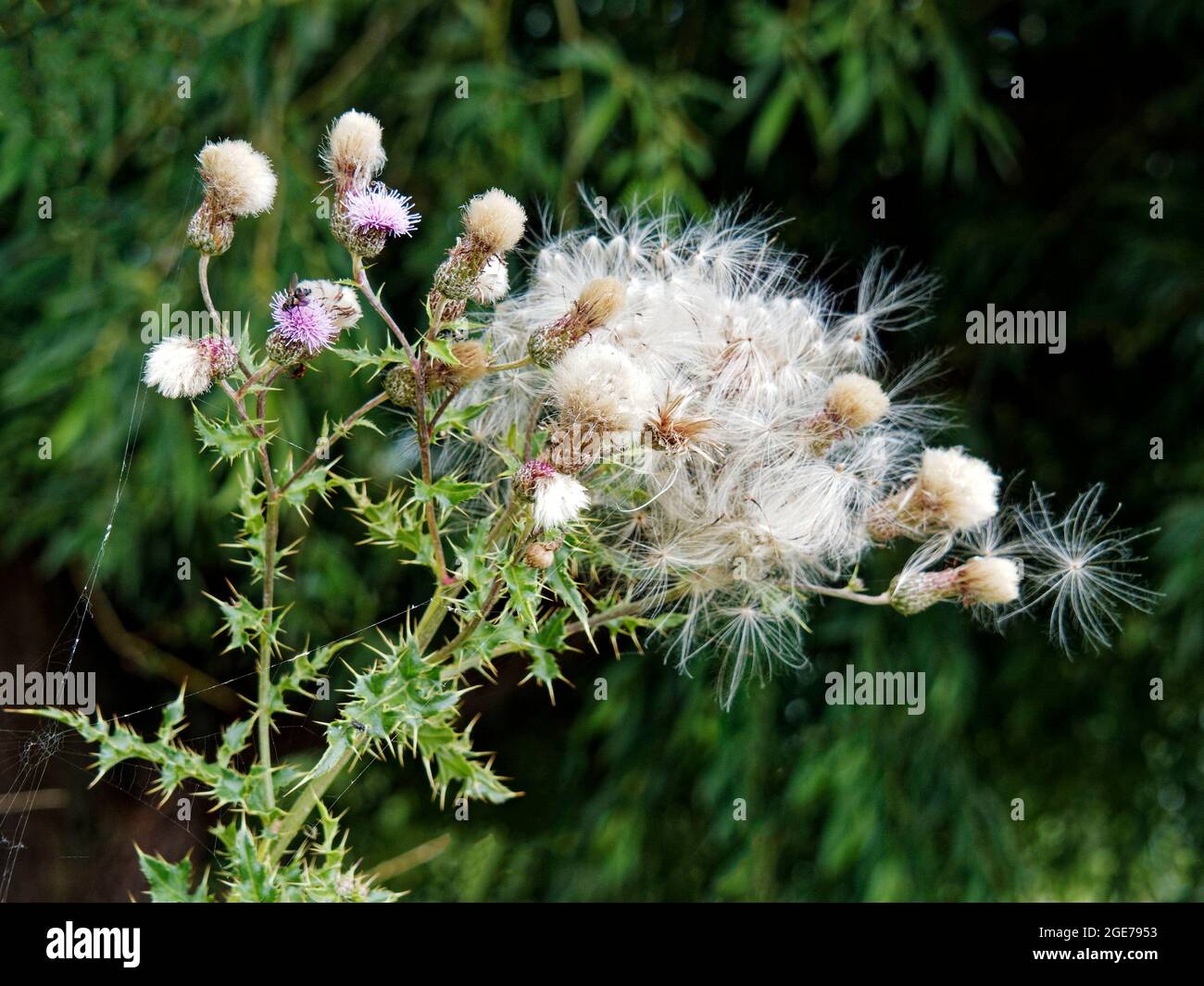 Tête de chardon avec fleurs en décoloration et graines légères et molletonnées qui s'enroulent dans le vent. Thistle probablement mince (Carduus tenuiflorus). Banque D'Images