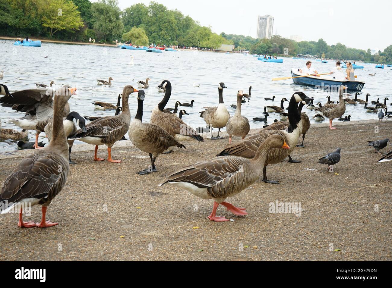 Canards le long du lac Serpentine à Hyde Park, Londres, Angleterre, U.K. Banque D'Images