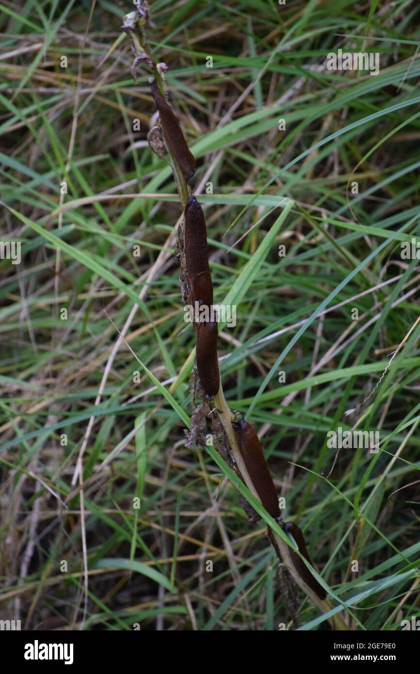 Par 5 escargots en même temps, plante mangée par chauve Banque D'Images