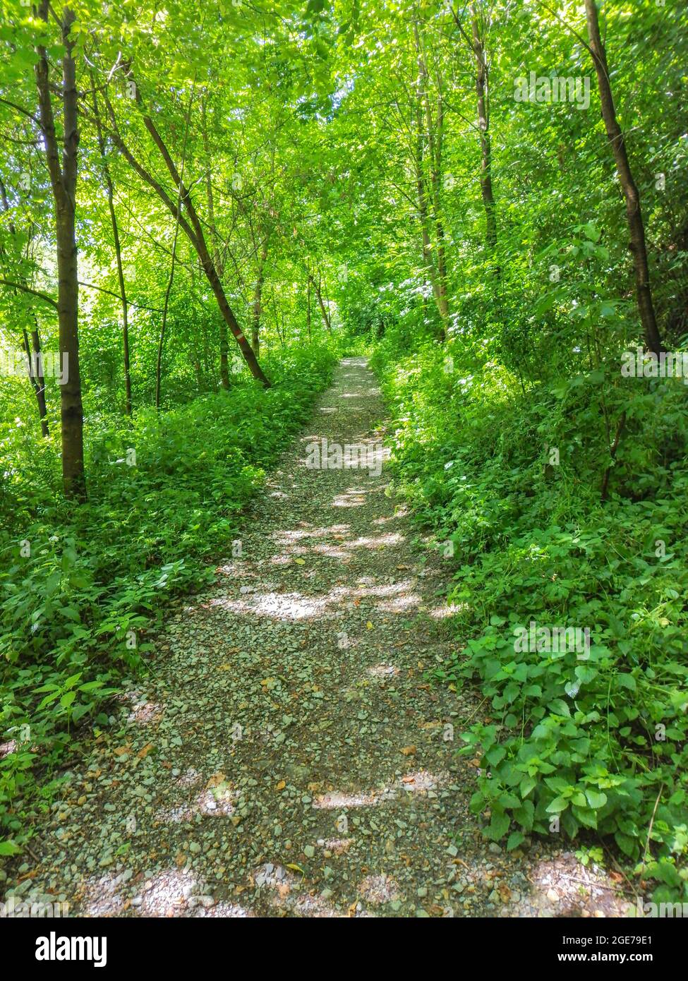 Chemin dans la forêt, en été ensoleillé Banque D'Images