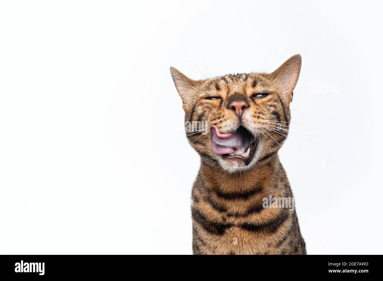 chat bengale à pois bruns faisant face drôle léchant les lèvres avec la bouche largement ouverte après avoir mangé isolé sur le fond Banque D'Images