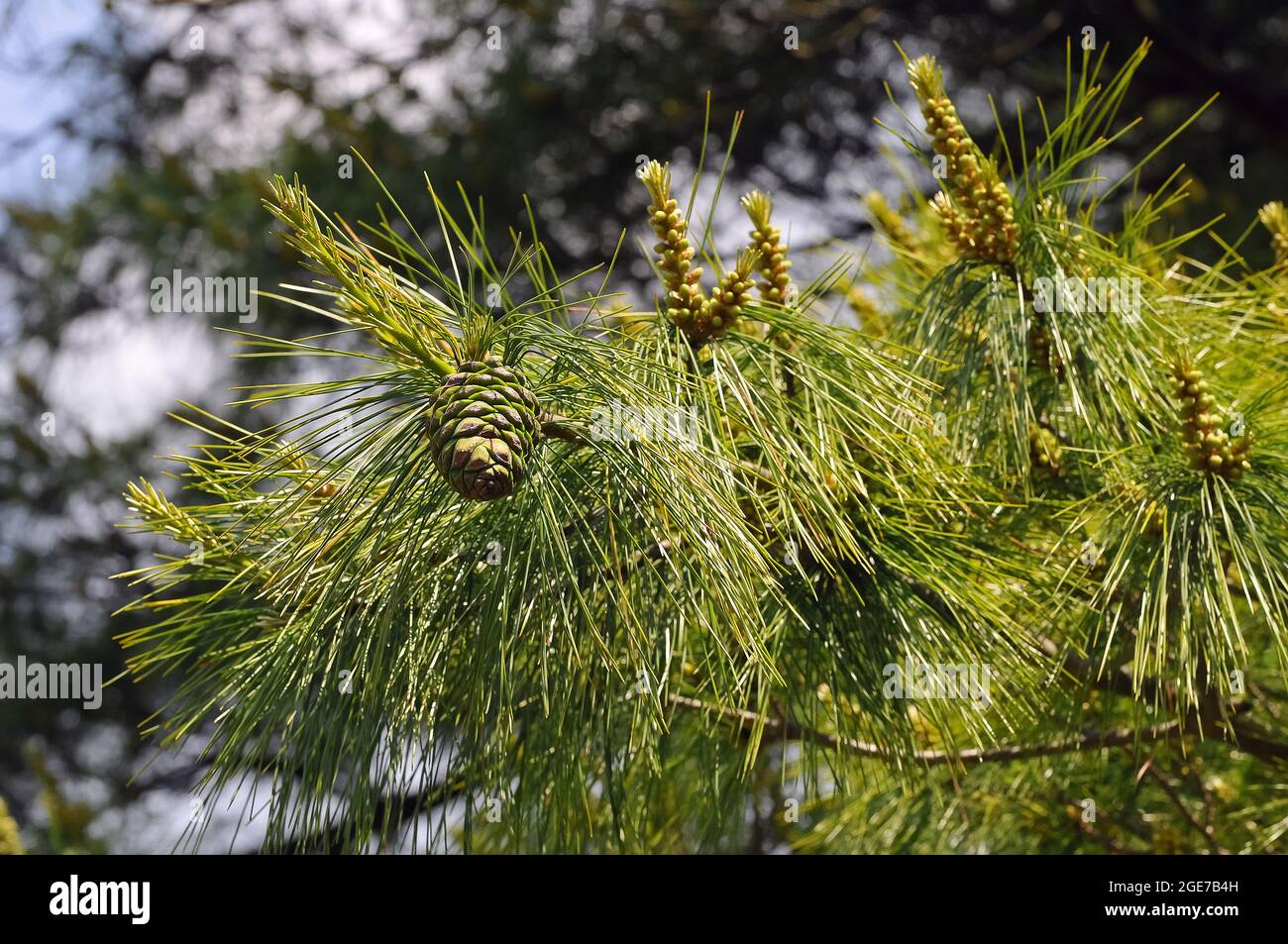 PIN d'Armand, PIN blanc de Chine, Armands Kiefer, PIN d'Armand, Pinus armandii, kínai selyemfenyő Banque D'Images