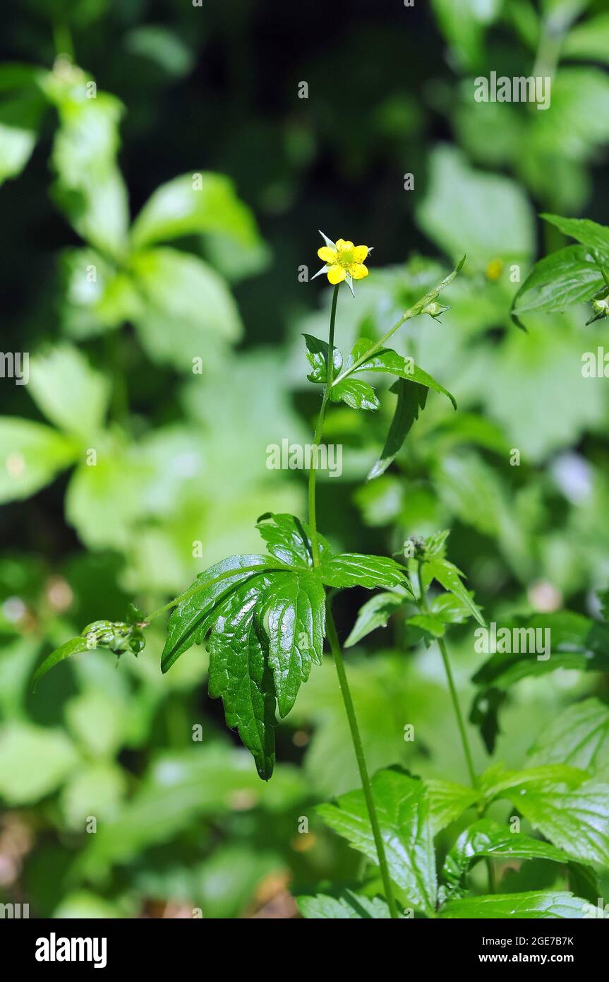 Wood avens, Herb Bennet, colewort, composé Benedict's Herb, Echte Nelkenwurz, Benoîte commune, Geum urbanum, erdei gyömbérgyökér, Hongrie, Europe Banque D'Images Wood avens, Herb Bennet, colewort, composé Benedict's Herb, Echte Nelkenwurz, Benoîte commune, Geum urbanum, erdei gyömbérgyökér, Hongrie, Europe Banque D'Images