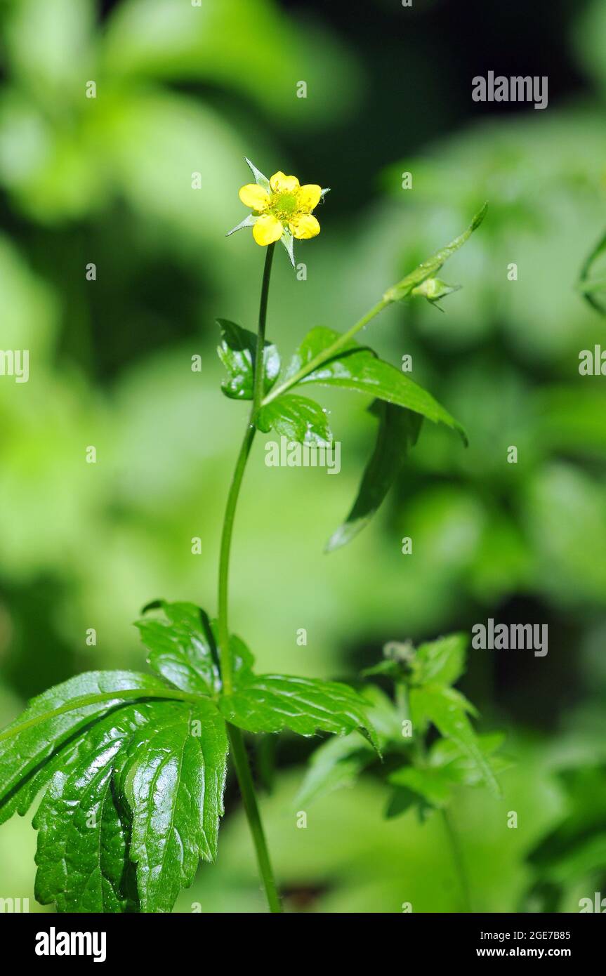 Wood avens, Herb Bennet, colewort, composé Benedict's Herb, Echte Nelkenwurz, Benoîte commune, Geum urbanum, erdei gyömbérgyökér, Hongrie, Europe Banque D'Images
