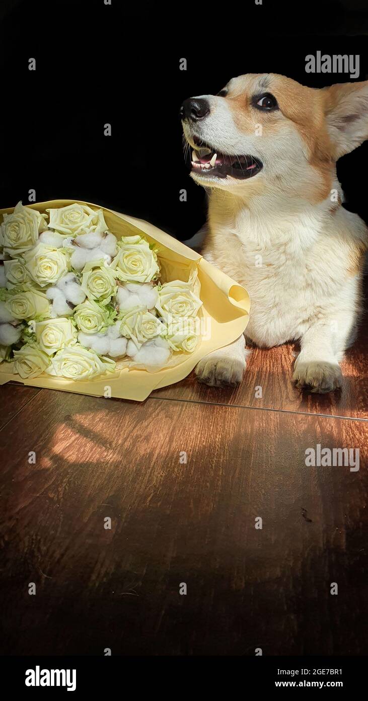 Corgi gallois souriant mignon, à côté d'un grand bouquet frais de roses blanches Banque D'Images