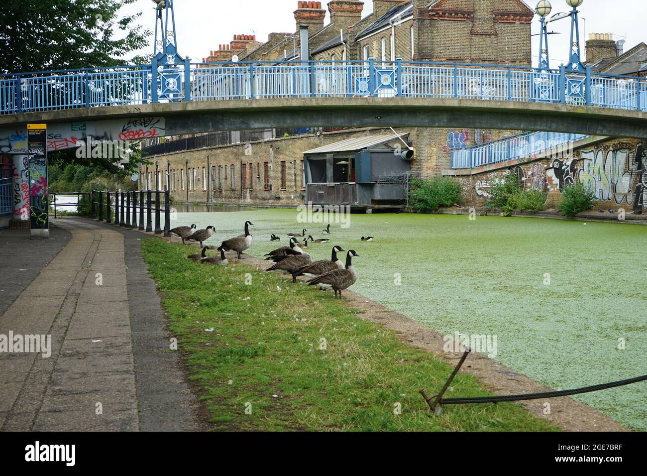 Canards le long du canal, montrant le vert de la chute des feuilles d'automne, à Little Venice, de Warwick Ave à Ladbroke Grove, à Londres Angleterre, U.K Banque D'Images