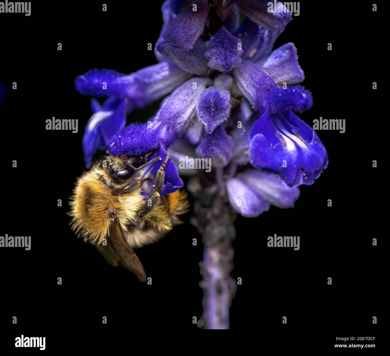 Macro d'un bourdon sur une fleur bleue Banque D'Images