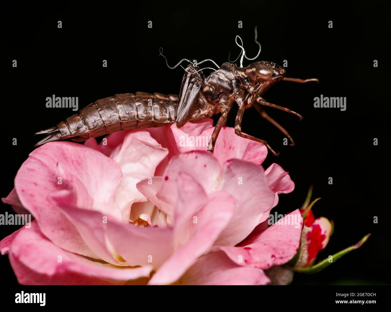 Peau vide d'une larve de libellule sur une rose Banque D'Images