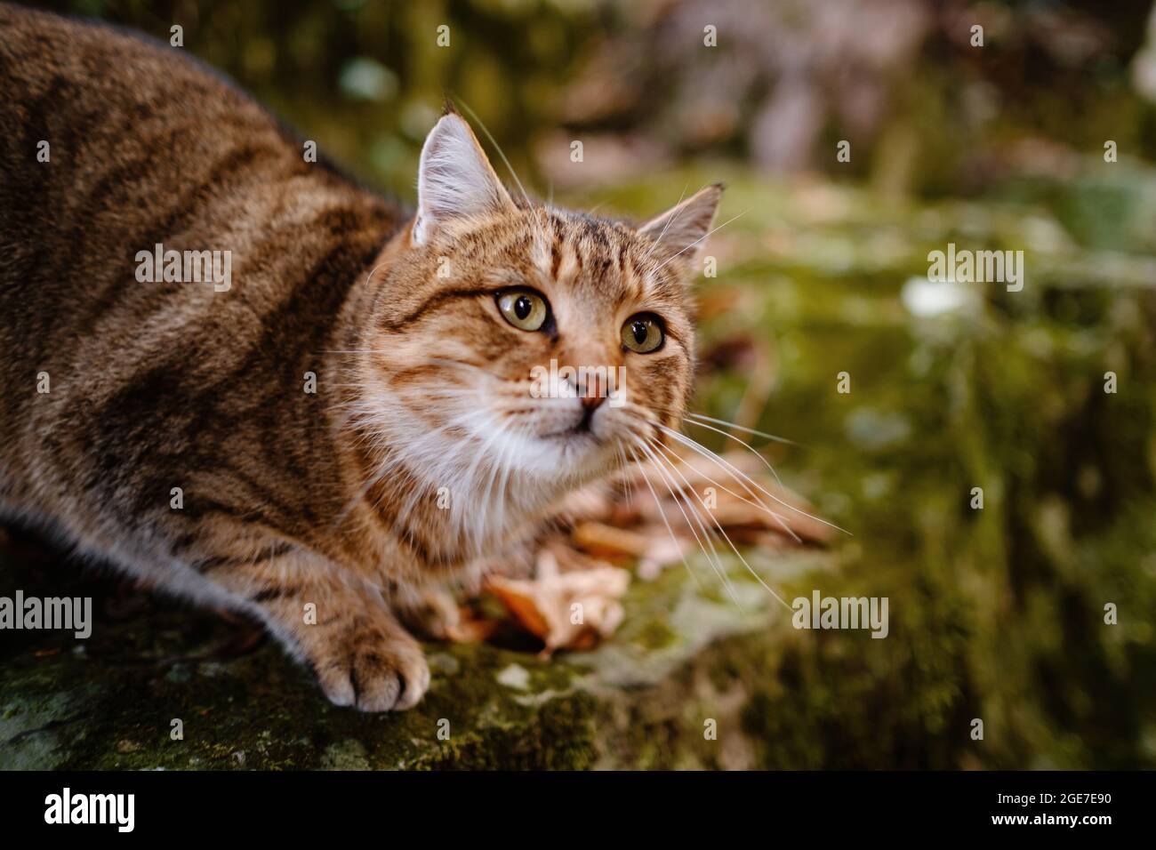 Un Chat Tabby Siberien Explorant La Foret D Automne Sombre Caractere Feerique De La Foret D Automne Photo Stock Alamy