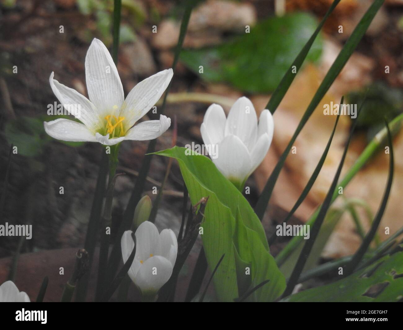 Gros plan de belle couleur blanche Crocus hyemalis ou Crocus hollandais avec plusieurs fleurs dans une plante Banque D'Images