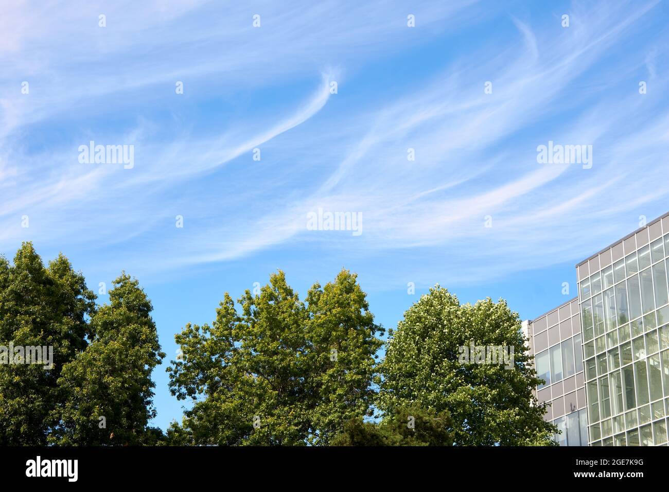Des nuages de cirrus blancs ou des queues de mares dans un ciel bleu clair, des arbres et un bâtiment moderne ci-dessous Banque D'Images