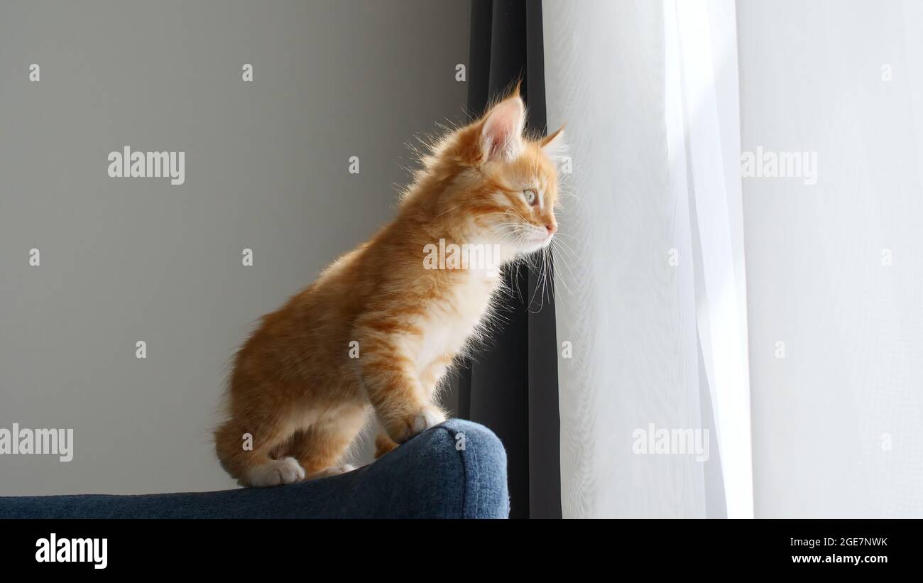 Un Petit Chaton Au Gingembre Fait Un Petit Grind Le Long De L Arriere Du Canape Chaton Dans Les Lumieres D Un Soleil Chasse Au Chat Le Chaton Se Deplace Furtivement Photo Stock