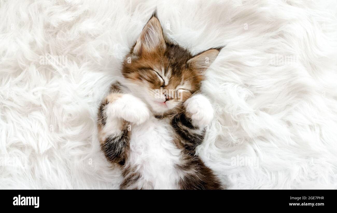 Le Chaton A Rayures Grises Se Reveille Et S Etire Kitty Dormant Sur Une Couverture Blanche En Fourrure Concept D Adorables Animaux De Compagnie De Chat Photo Stock Alamy