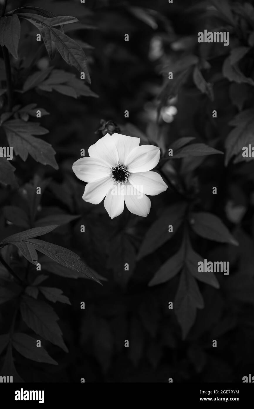 Fleur d'anémone unique sur fond sombre en noir et blanc. Photo monochrome. Banque D'Images