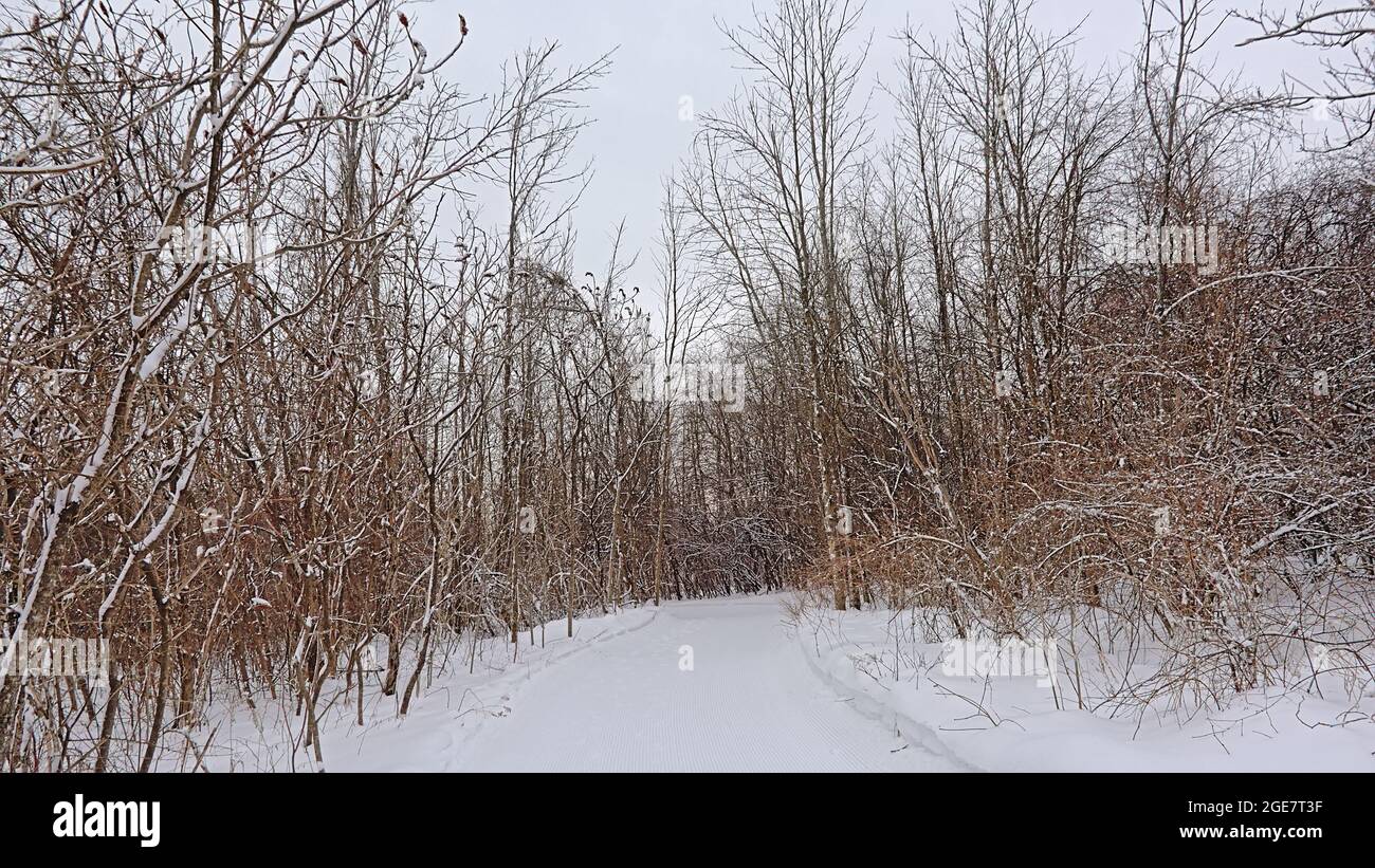 Sont des forêts d'hiver dans le parc national de Gatineau, Québec, Canada Banque D'Images