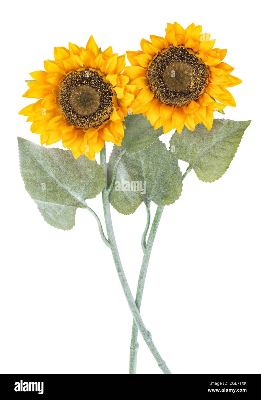 Tournesols isolés sur fond blanc. Deux fleurs avec masque Banque D'Images