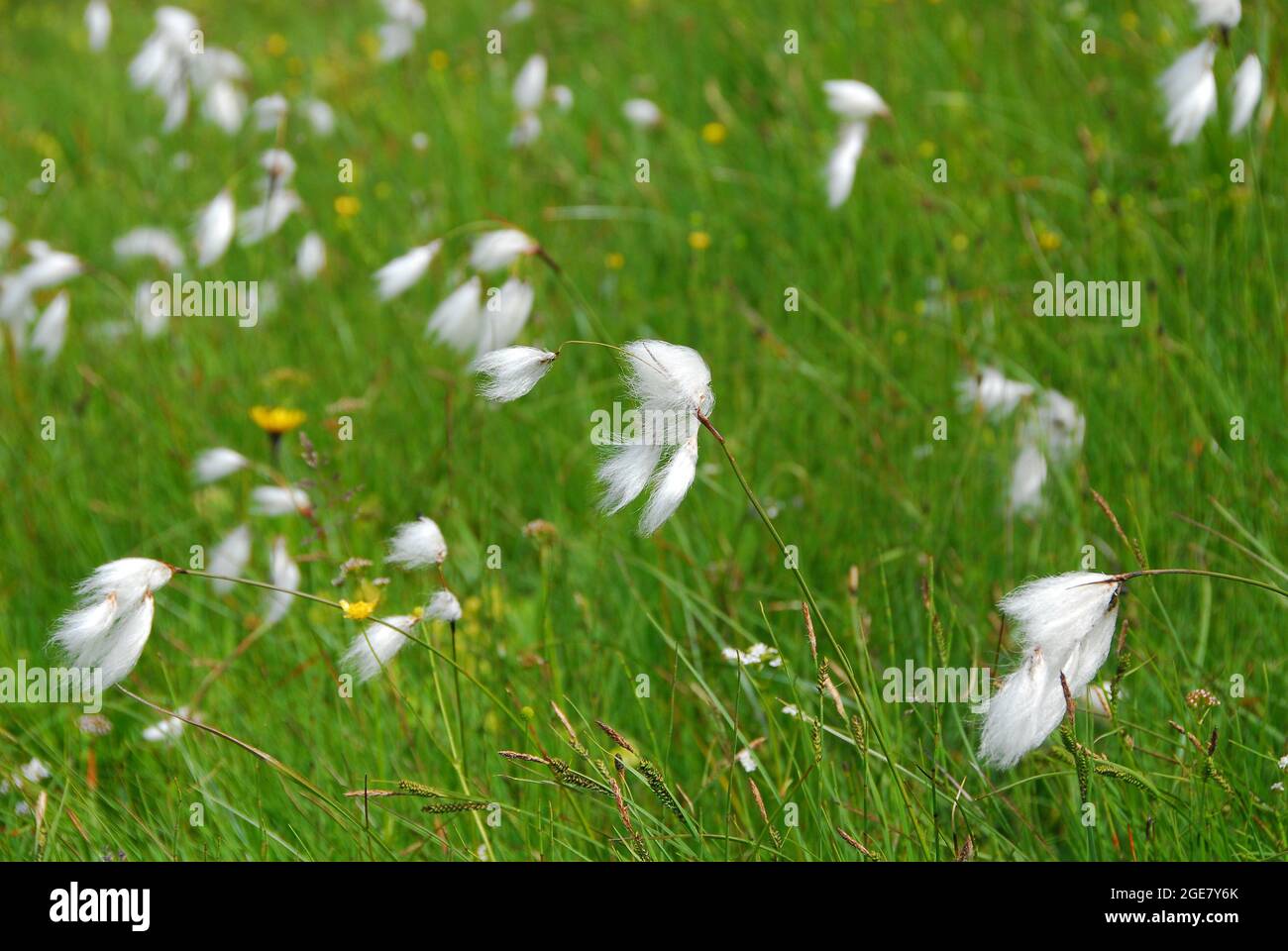 Coton de Scheuchzer, coton blanc, Wollgras de Scheuchzer, Alpen-Wollgras, Eriophorum scheuchzeri, Gyapjúsás, Europe Banque D'Images