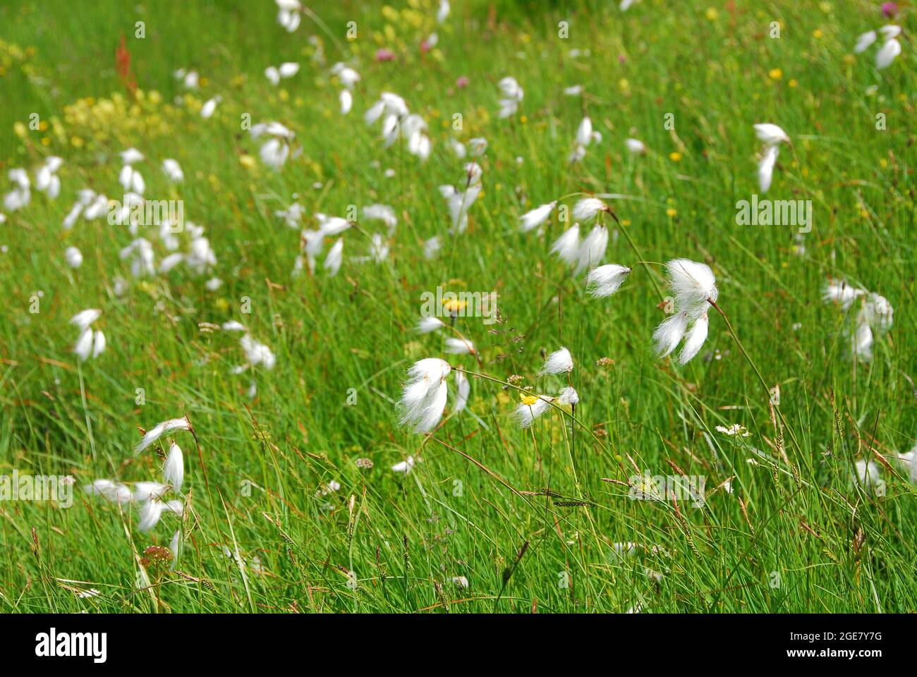 Coton de Scheuchzer, coton blanc, Wollgras de Scheuchzer, Alpen-Wollgras, Eriophorum scheuchzeri, Gyapjúsás, Europe Banque D'Images