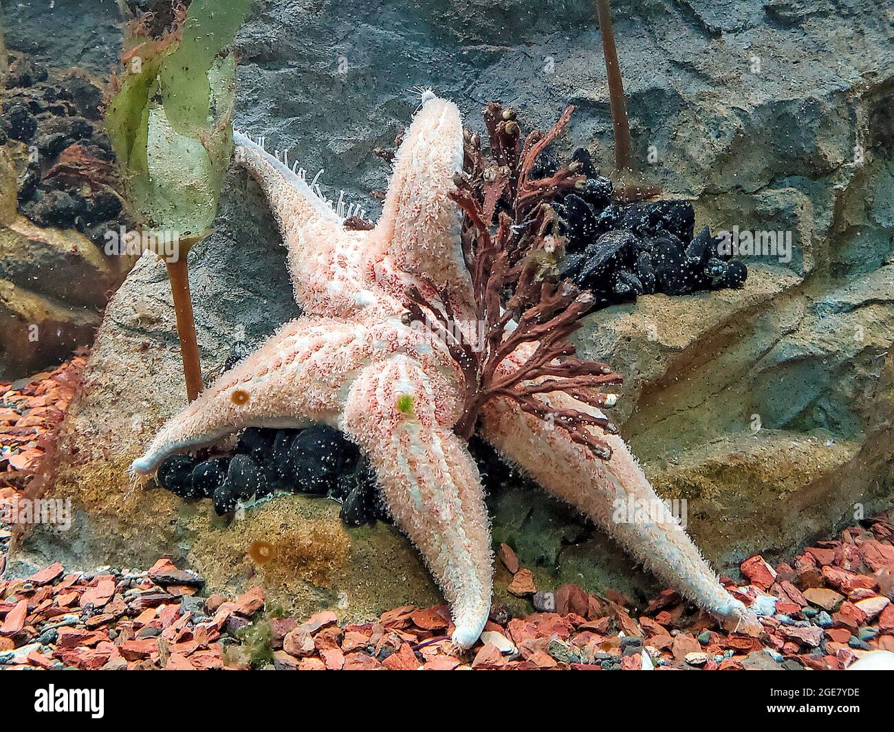 gros plan d'une étoile de mer sur une roche chevauchant une plante aquatique Banque D'Images