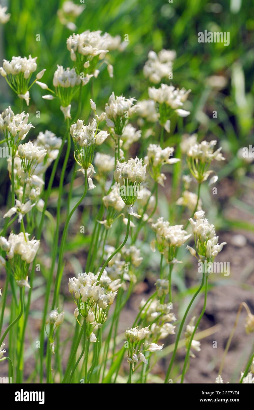Ail napolitain, ail de Naples, oignon de Naples, ail blanc, Lauch napolitanischer, Allium neapolitanum, nápolyi hagyma, Europe Banque D'Images