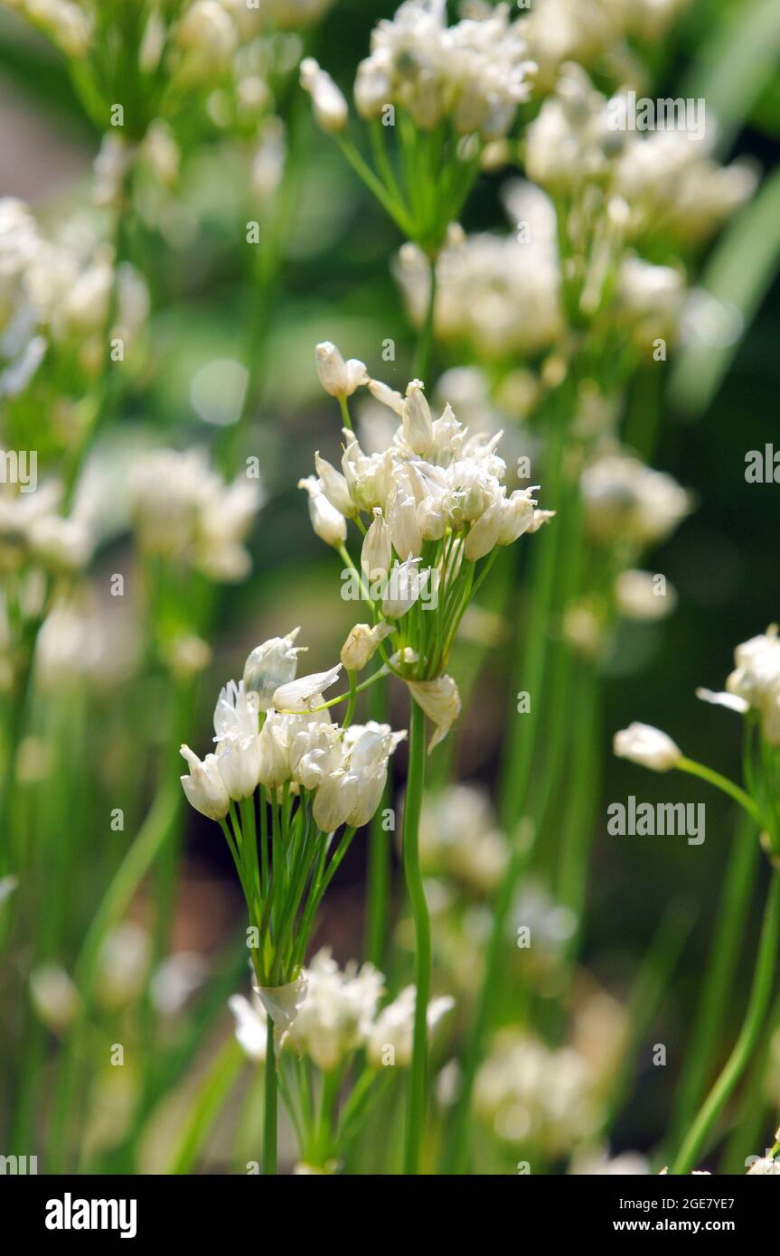 Ail napolitain, ail de Naples, oignon de Naples, ail blanc, Lauch napolitanischer, Allium neapolitanum, nápolyi hagyma, Europe Banque D'Images