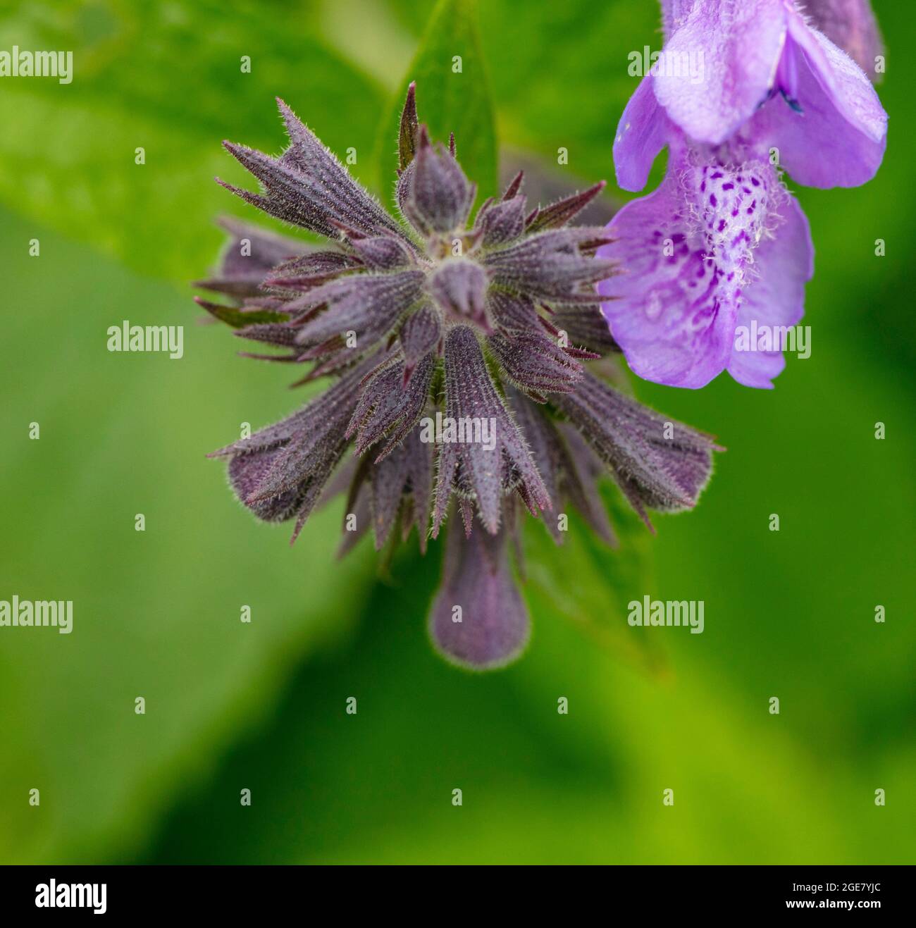 Bright Nepeta Weinheim - les bleus d'été fleurissent au début de l'été. Portrait naturel de plantes en gros plan Banque D'Images