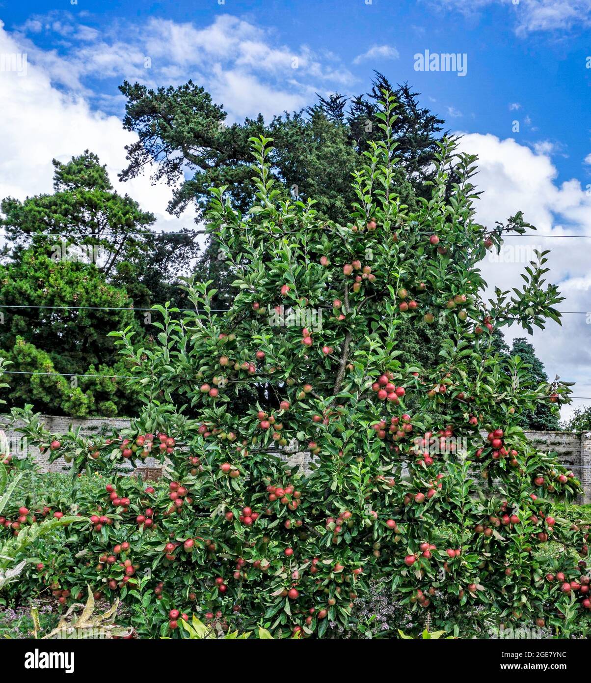 un pommier spécialement formé, avec des pommes rouges mûres formées pour se répandre le long d'un système de fil galvanisé. Banque D'Images