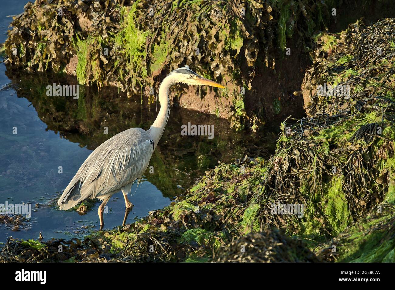 Vue du matin du Héron gris à longues pattes (Ardea cinerea) à la recherche de nourriture sur des rochers couverts d'algues vertes dans le port de Dun Laoghaire (West Pier) Banque D'Images