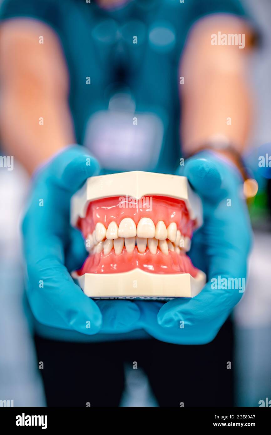 Mâchoire humaine pour la formation dentaire. Gros plan sur un modèle dentaire, dents en plastique blanc dans les mains du médecin dans des gants médicaux bleus. Banque D'Images
