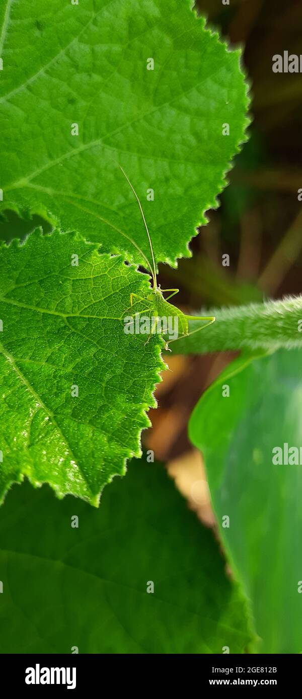 Vert bush-cricket sur une feuille verte Banque D'Images