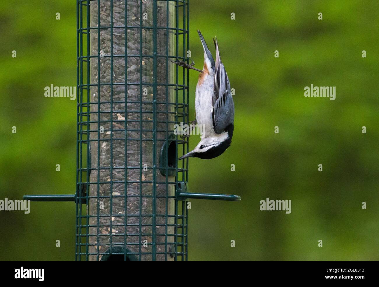 Éclosion de noix de poitrine blanche mangeant des graines dans la Clearing Folks School Ellison Bay, comté de Door, Wisconsin Banque D'Images