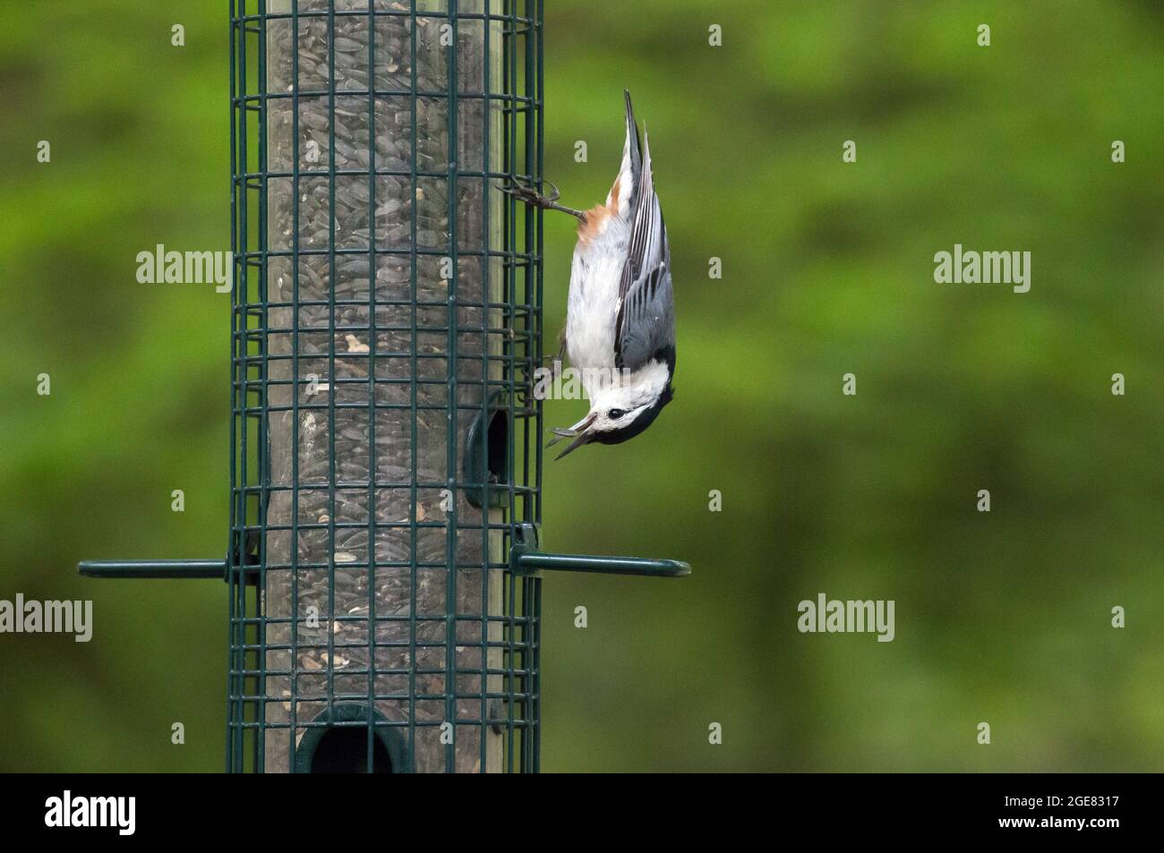 Éclosion de noix de poitrine blanche mangeant des graines dans la Clearing Folks School Ellison Bay, comté de Door, Wisconsin Banque D'Images