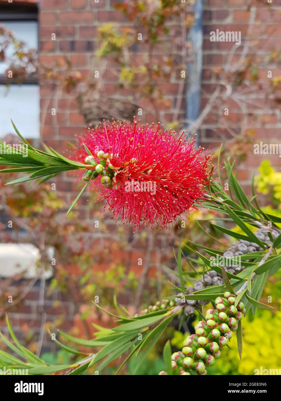Fleur à bottlebrush rouge, Callistemon citrinus, dans un jardin irlandais avec une maison en brique en arrière-plan, Dublin, Irlande Banque D'Images