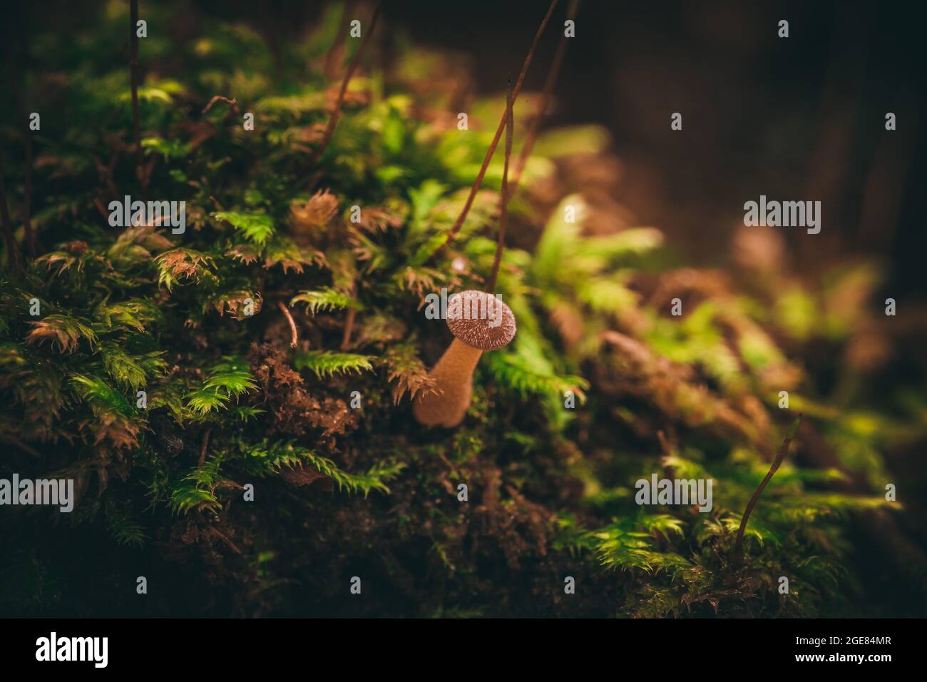 Gros plan d'un champignon de miel foncé qui pousse dans le FO Banque D'Images