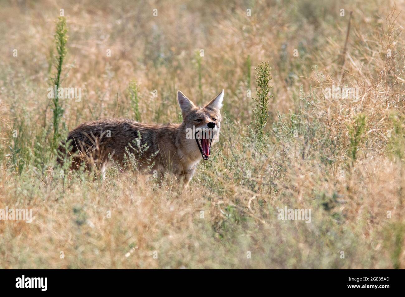 Coyote (Canis latrans) bâillement - Rocky Mountain Arsenal National Wildlife refuge, Commerce City, près de Denver, Colorado Banque D'Images