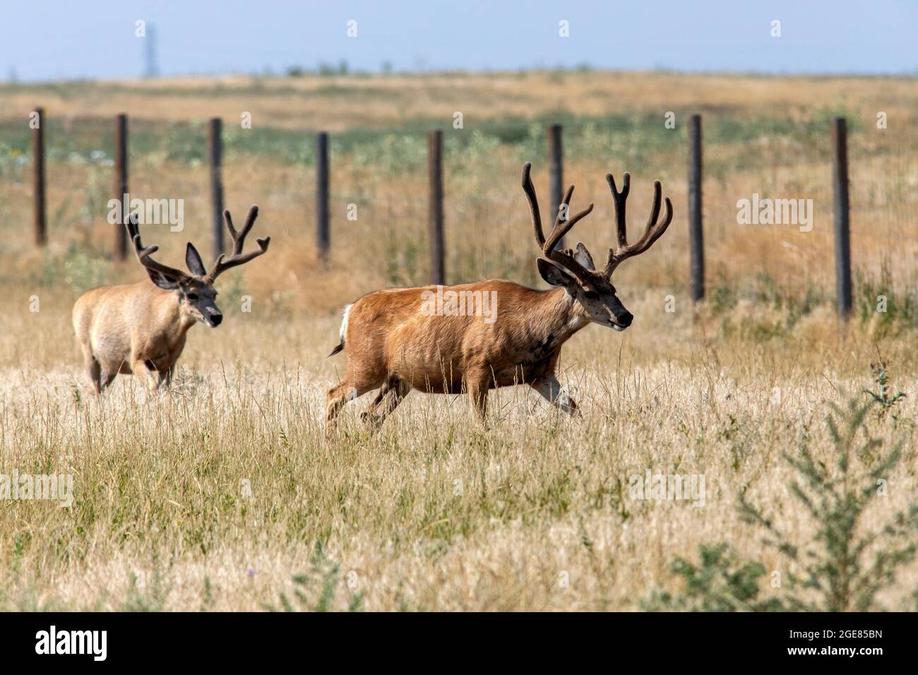 Bucks de cerfs mulets (Odocoileus hemionus) - Rocky Mountain Arsenal National Wildlife refuge, Commerce City, près de Denver, Colorado Banque D'Images