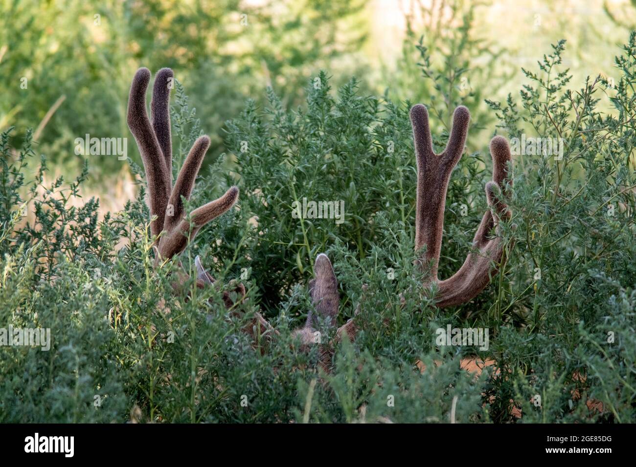 Le buck de cerf mulet (Odocoileus hemionus) est descendu avec les bois juste en montre - Rocky Mountain Arsenal National Wildlife refuge, Commerce City, près de DENV Banque D'Images