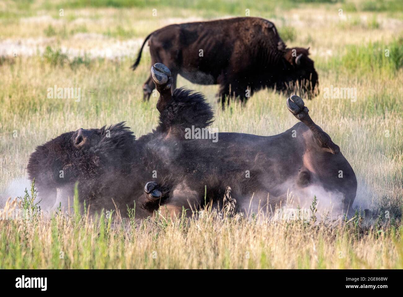 American Bison (Bison bison) roulant dans la terre (waling) - Rocky Mountain Arsenal National Wildlife refuge, Commerce City, près de Denver, Colorado [Imag Banque D'Images