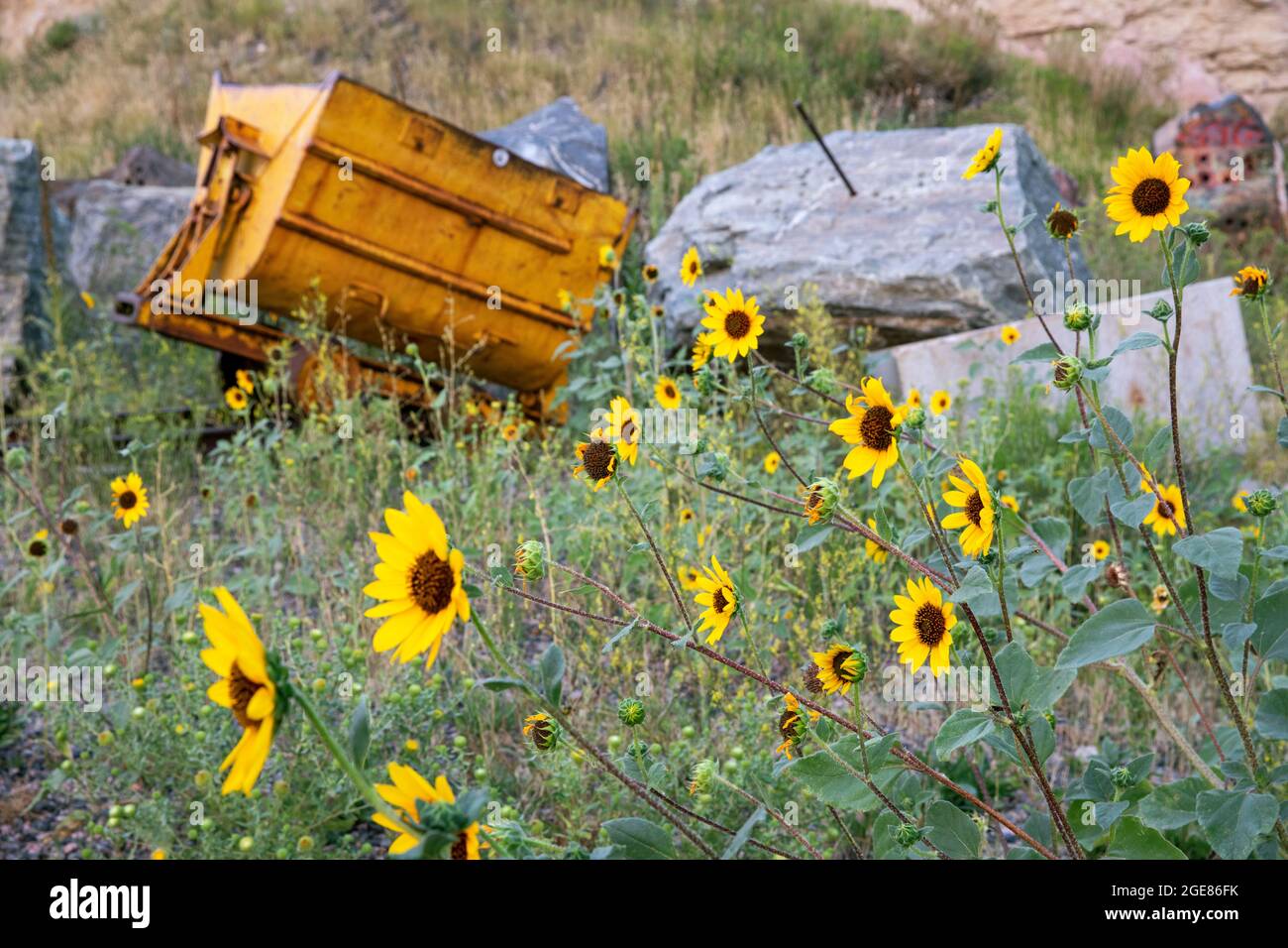 Tournesol des Prairies (Helianthus petiolaris) et charrette de mine jaune abandonnée - Golden, Colorado, États-Unis Banque D'Images