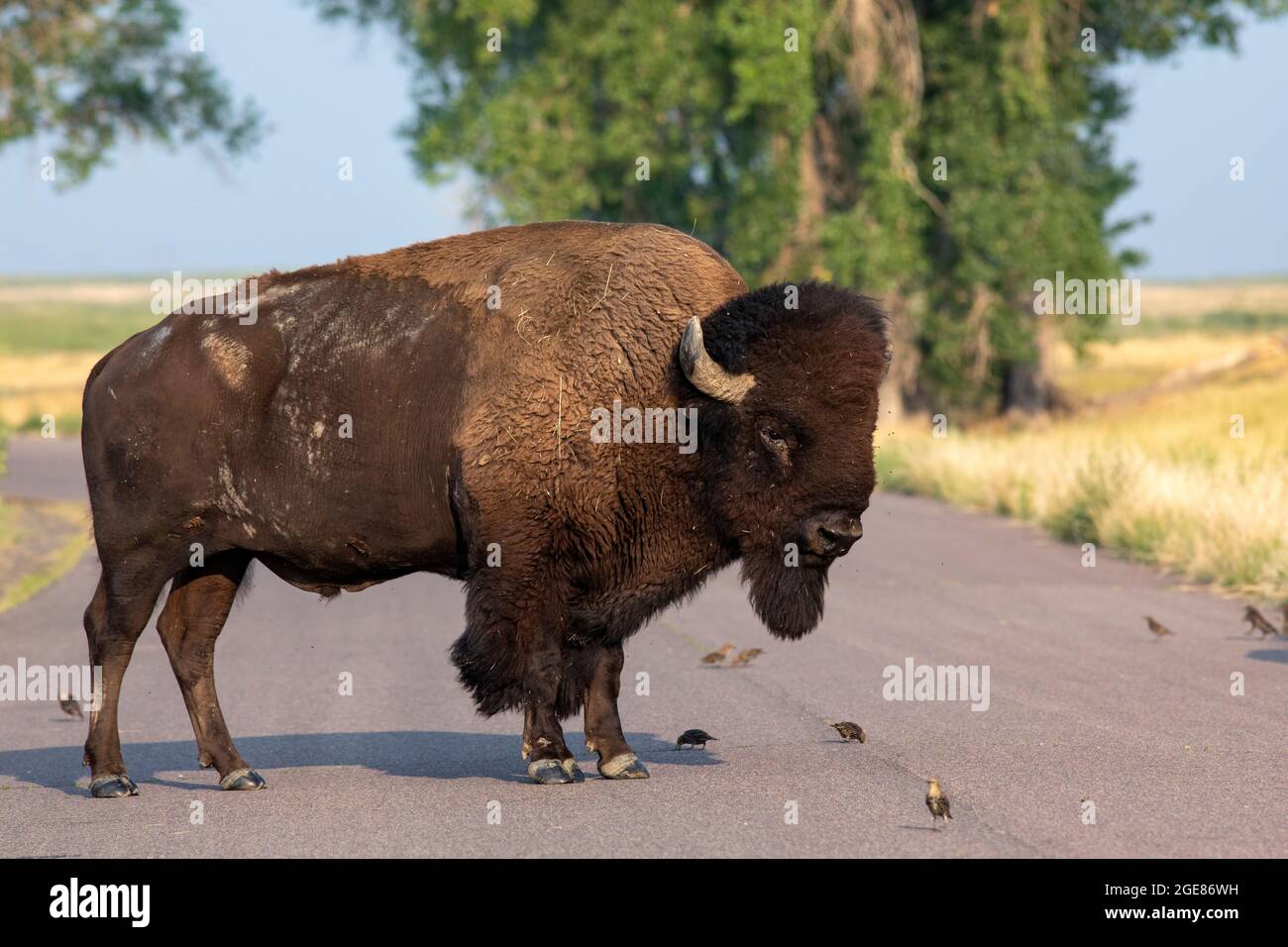 Big Male American Bison (Bison bison) sur la route - Rocky Mountain Arsenal National Wildlife refuge, Commerce City, près de Denver, Colorado Banque D'Images