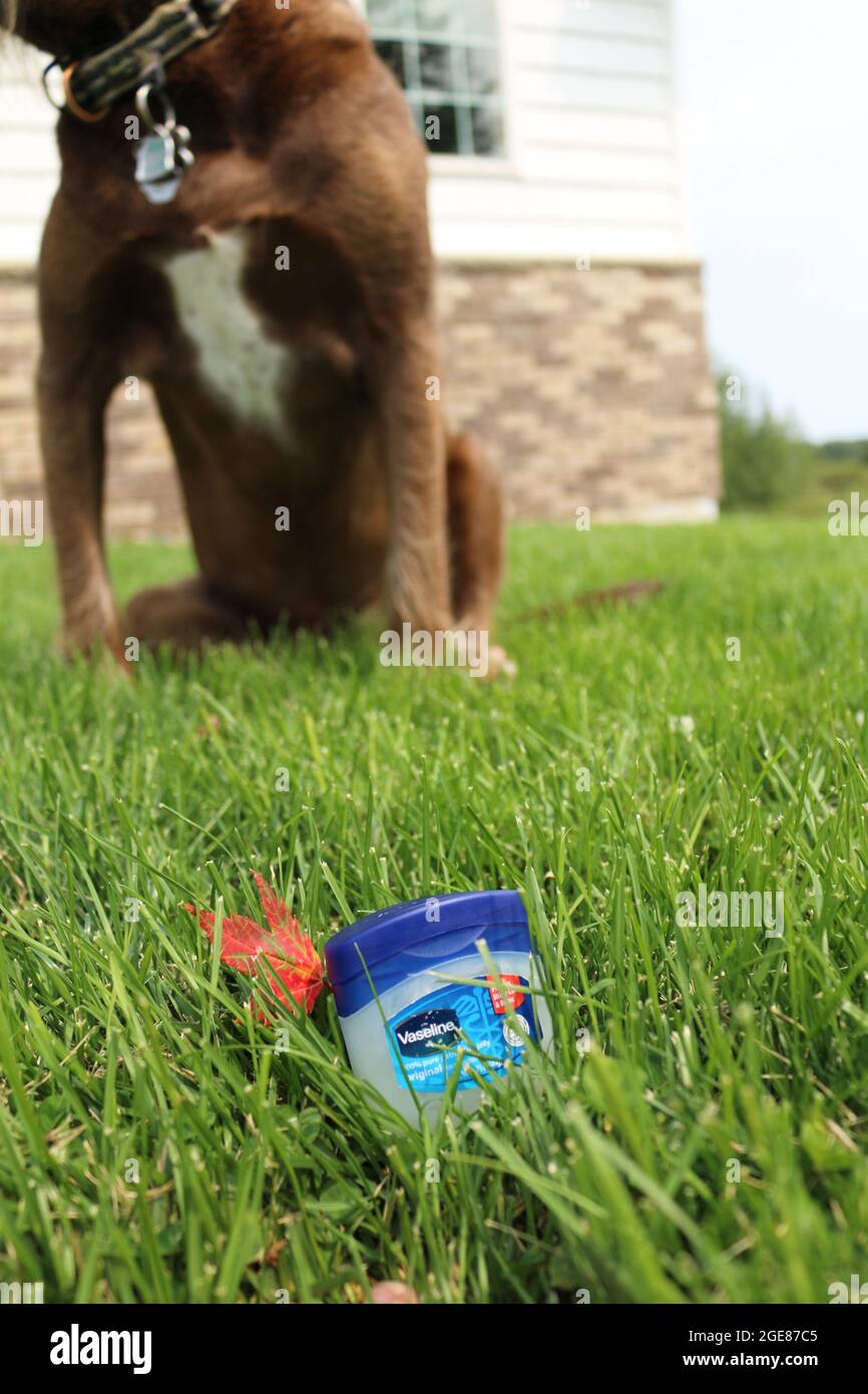 Vaseline et un chien Photo Stock - Alamy