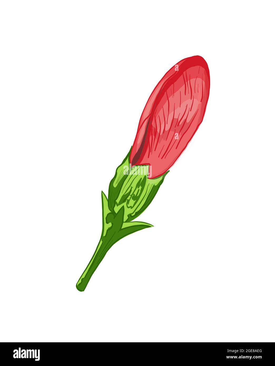 Illustration numérique dessin hibiscus plante sous forme de fleur et de feuilles sur un fond blanc isolé. Illustration de haute qualité Banque D'Images