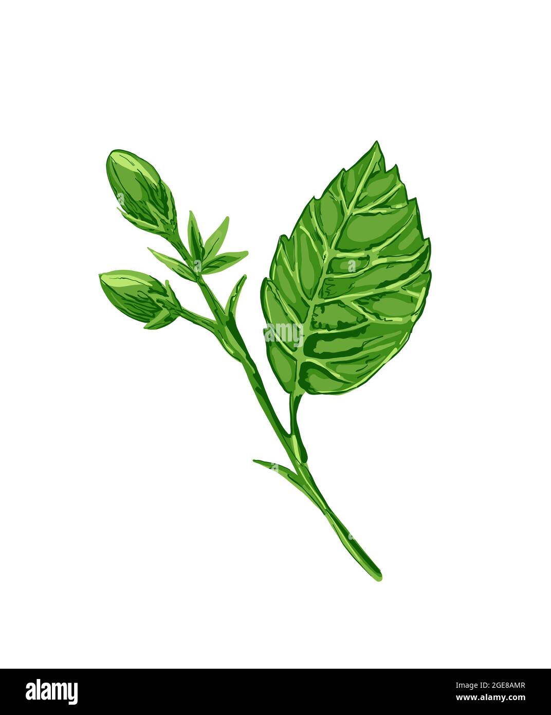 Illustration numérique dessin hibiscus plante sous forme de fleur et de feuilles sur un fond blanc isolé. Illustration de haute qualité Banque D'Images