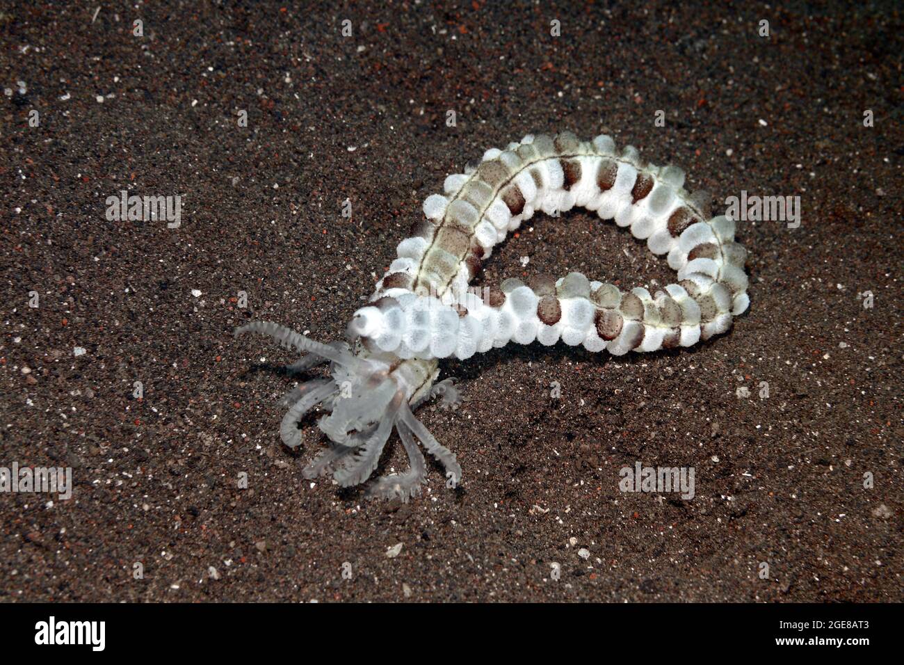 Concombre de mer de serpent, Synapta maculata. Également connu sous le nom de concombre de mer à ver tacheté, concombre de mer à bouche de plumes et concombre de mer de Synaptid géant. Banque D'Images