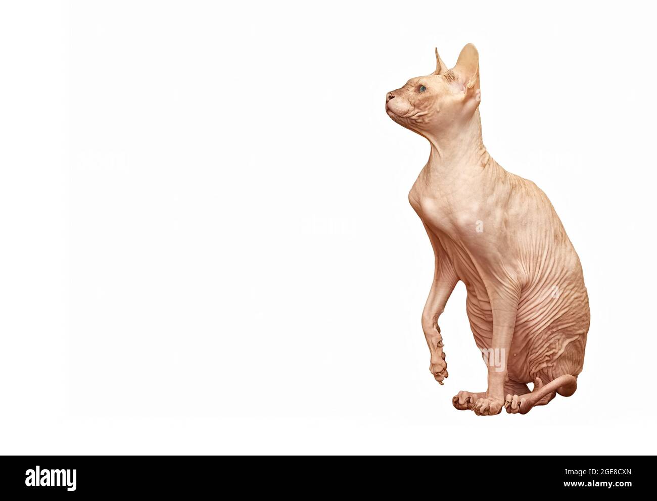 Sphynx silst chat sans poils et lève sa patte Banque D'Images