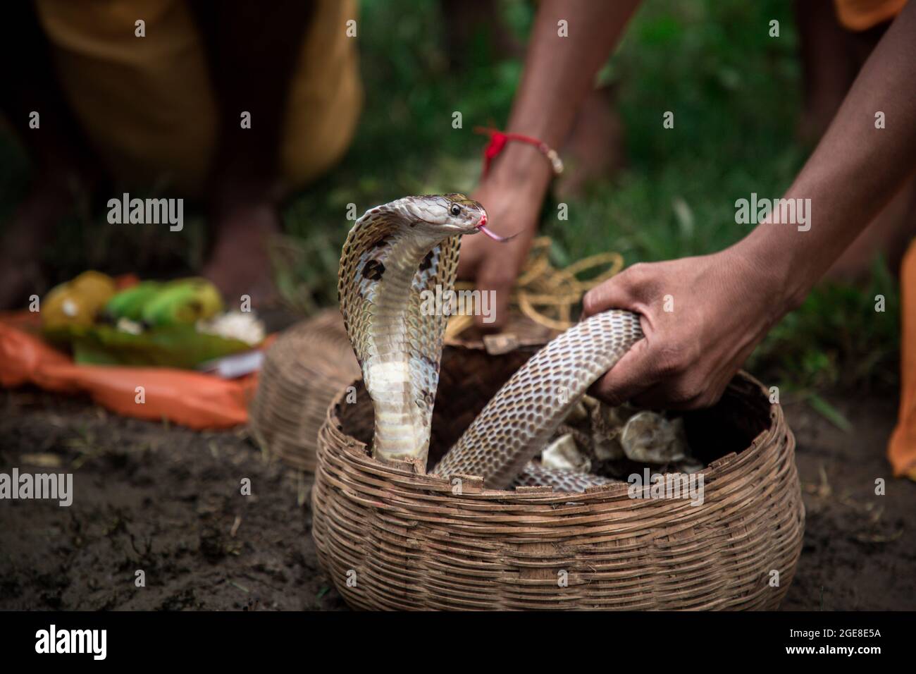 Les villageois ont célébré la déesse Manasa (la déesse hindoue de Serpentine) Puja. Dans le cadre du rituel, les fidèles avant le culte attrapent des serpents toxiques (principalement cobra) des rizières, les dents de serpents sont enlevées par des charmeurs de serpents et les gardent avec leurs chalets et plus tard adorées dans le cadre de rituels traditionnels. Ce festival est connu sous le nom de « Jhapa ». Le festival de Jhapas est célébré chaque année le 17 août à l'occasion de la déesse Manasa Puja. Jhapas Festival est le plus grand festival de serpent de Jharkhand et Bengale. Lors de la fête de Manasa Puja, les charmeurs de serpents s'en mêle au serpent venimeux Banque D'Images