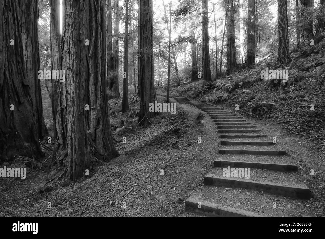 Sentier avec escalier à travers les séquoias de la côte, Sequoia sempervirens, dans le monument national de Muir Woods, Californie, États-Unis Banque D'Images