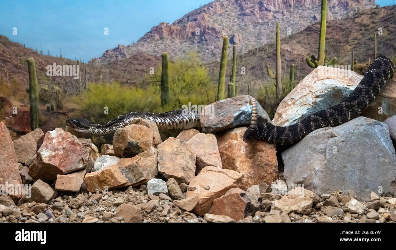 Le Black Rattlesnake de l'Arizona curling autour des Rocks Banque D'Images