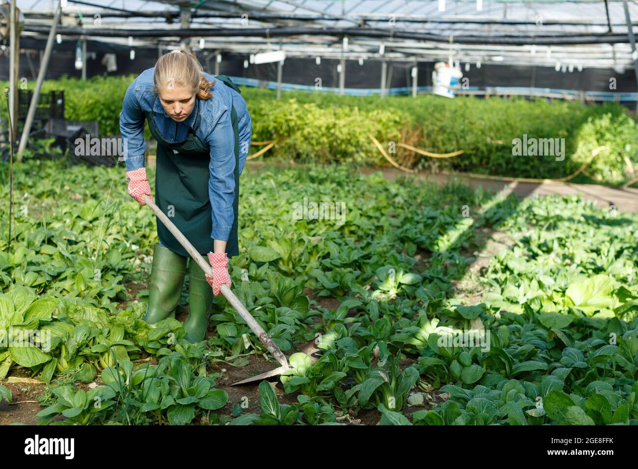 Femme agriculteur jardinage dans la serre Banque D'Images